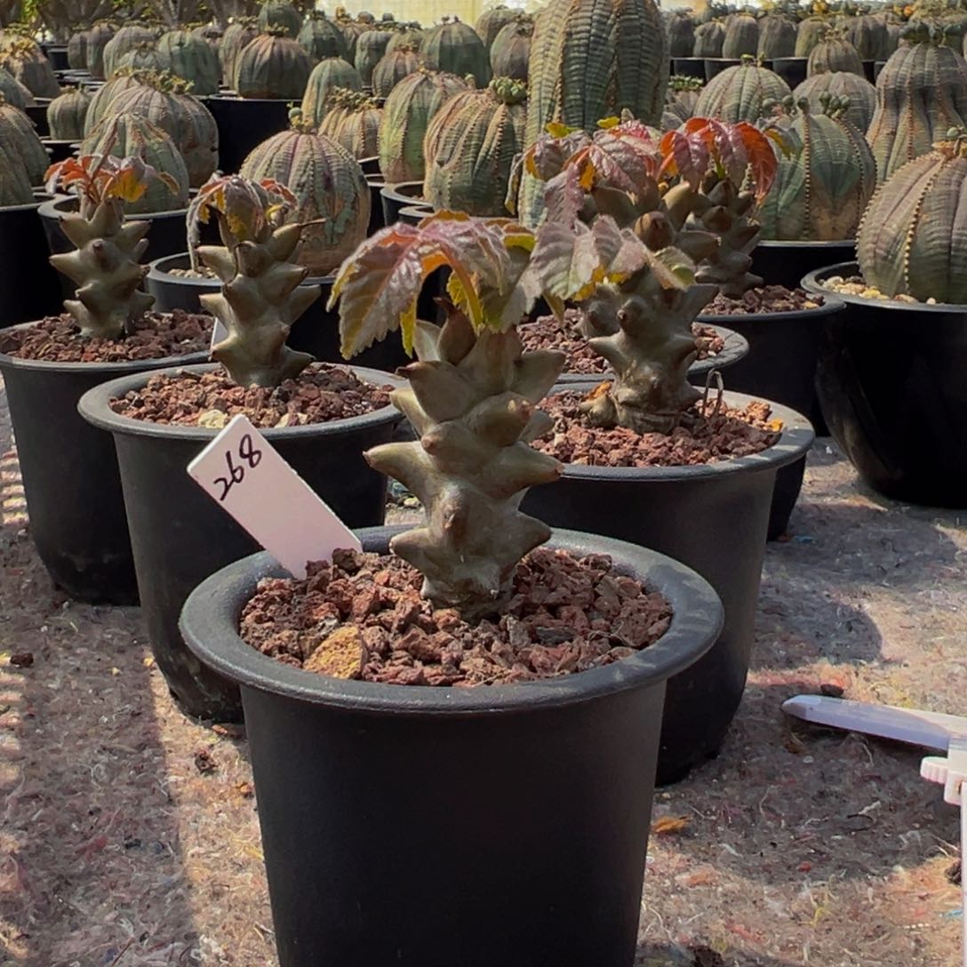 墨西哥角榄 Q版。