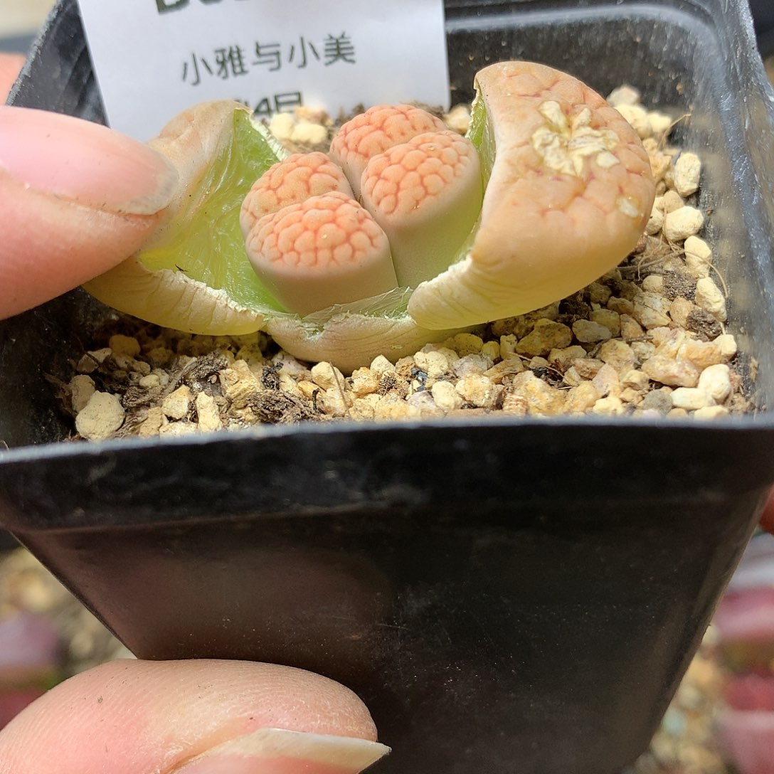 B520多肉植物保护研究所