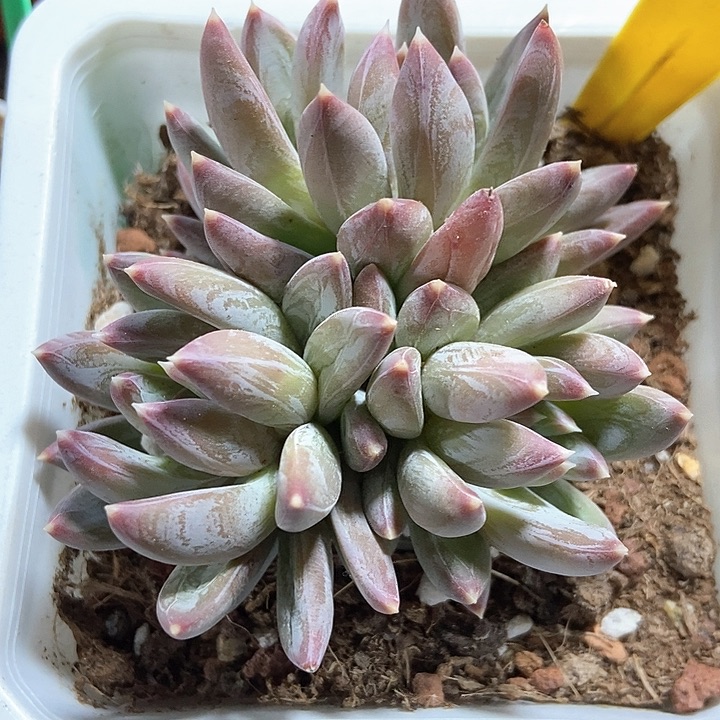 多肉植物炫彩星542