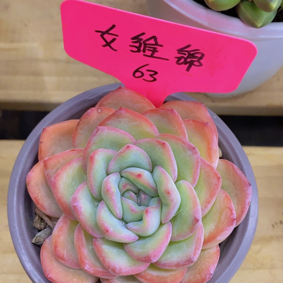 多肉植物，一物一拍，3单包邮，