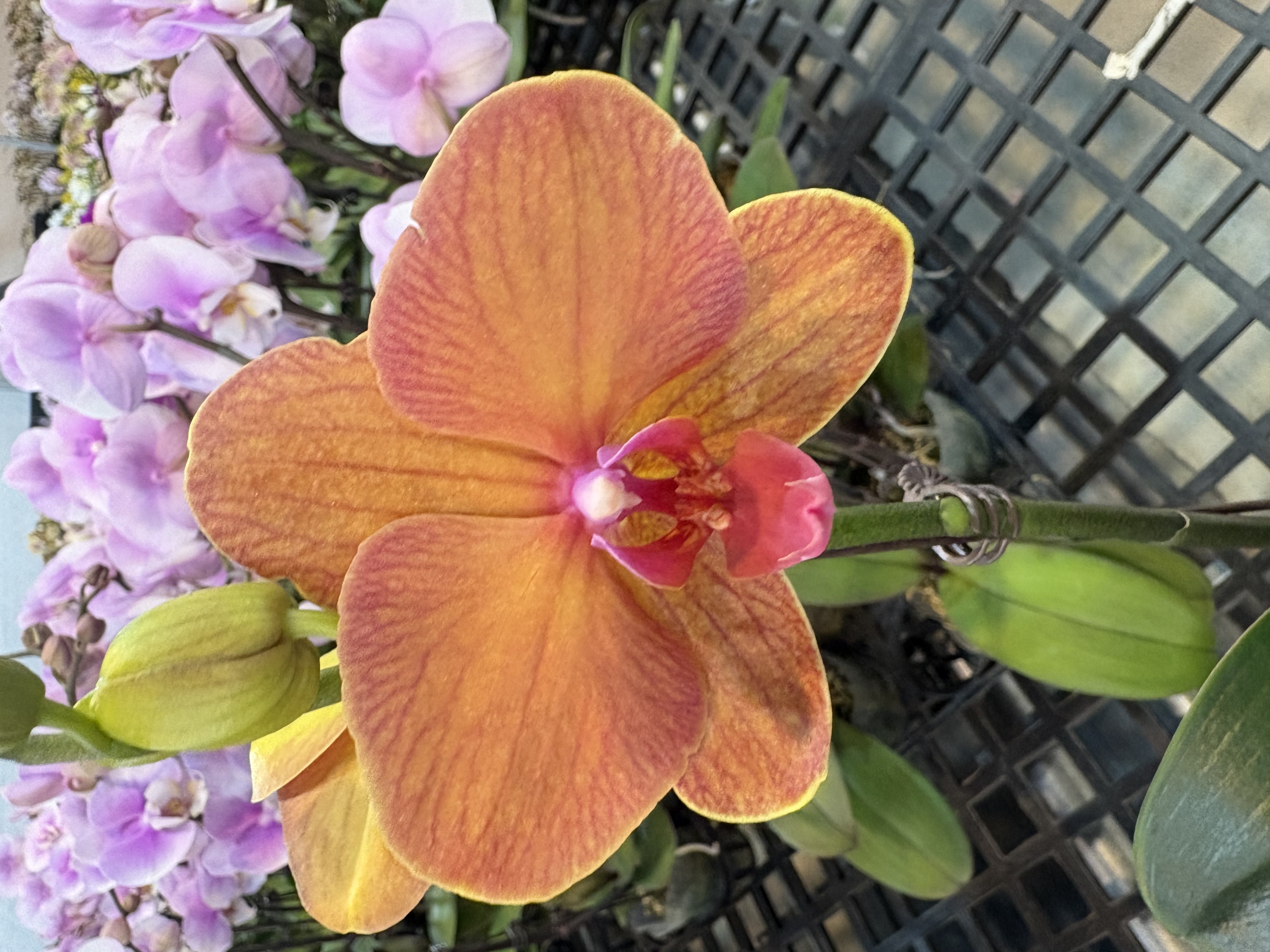 蝴蝶兰【椪柑】中花型  带花发货 稀有花色 高级花卉 