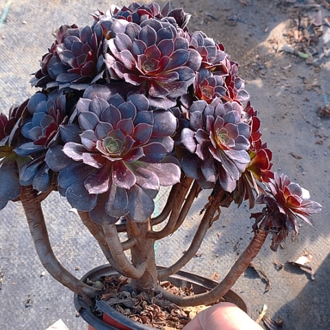 606梅花迫迪多肉植物