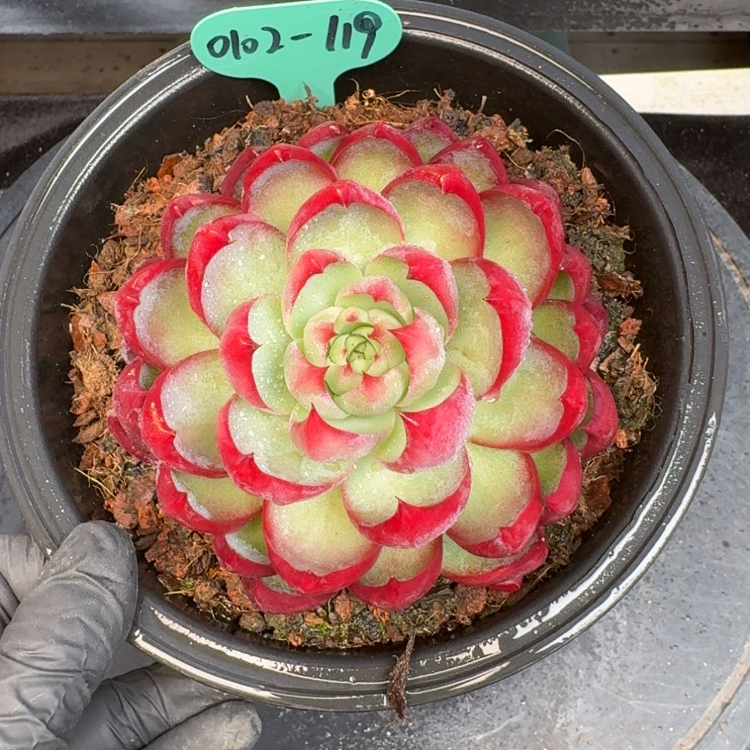 从前慢多肉精选编号0102.119