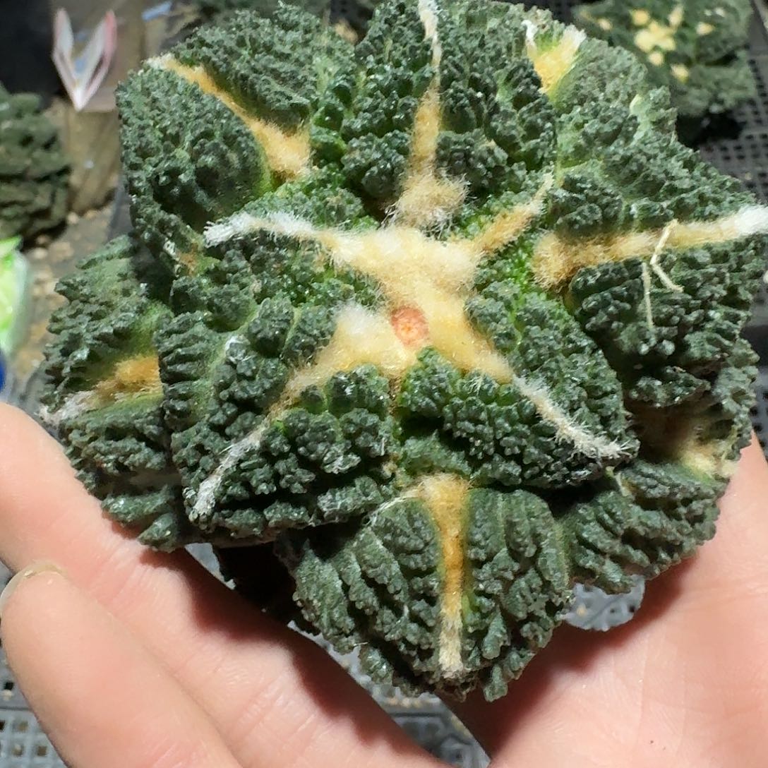 956仙人球萝卜根儿