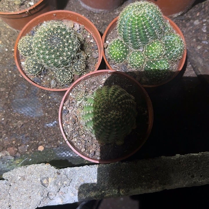 老***许无花朵丽花哈哈哈哈哈哈哈哈哈