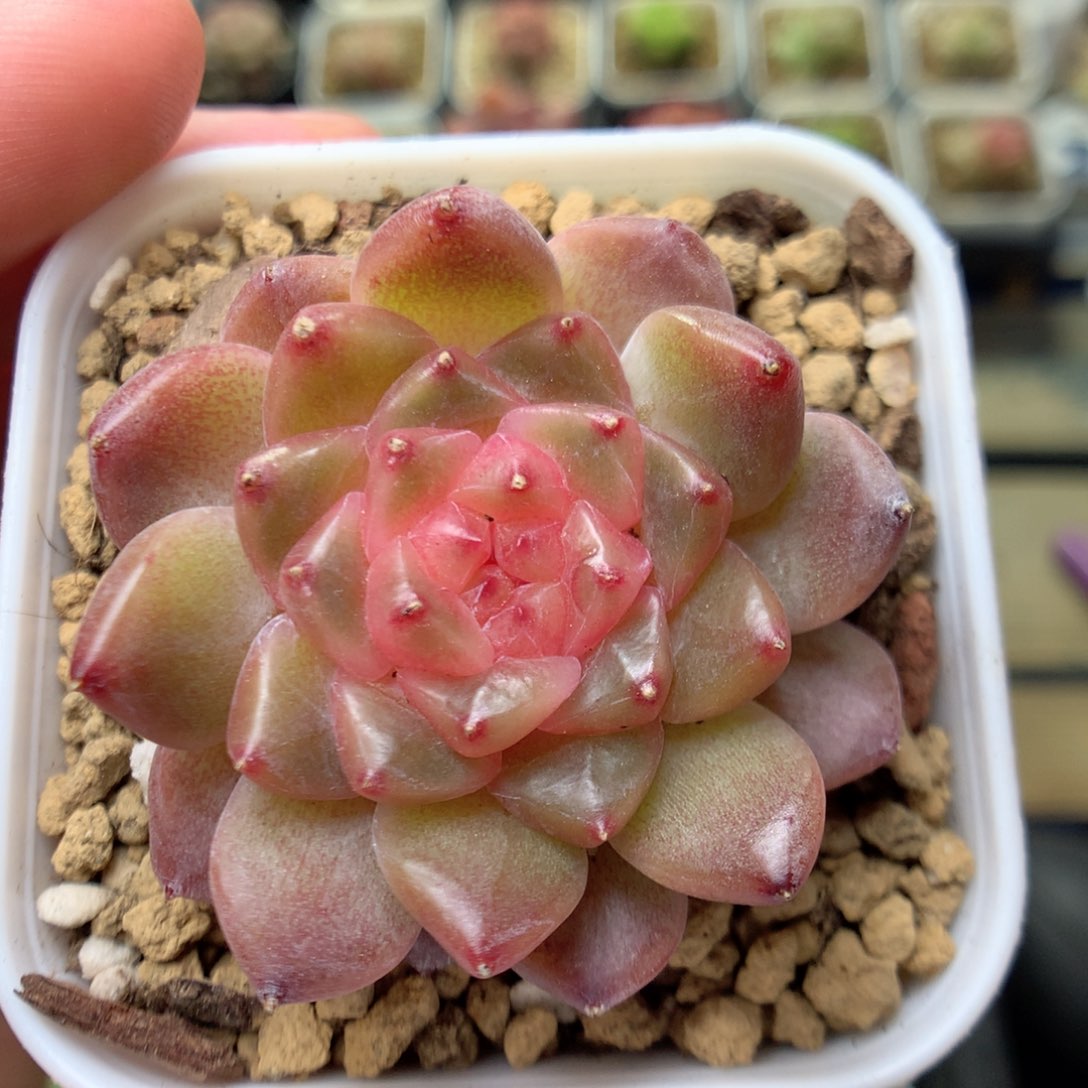 W166珍妮糖心优选y y y y y y