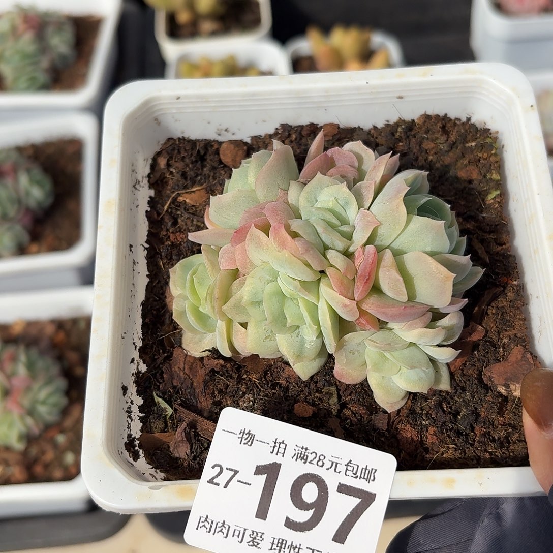 泡泡纱裙无盆土发货无