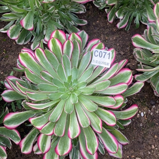 071红铜白多肉植物