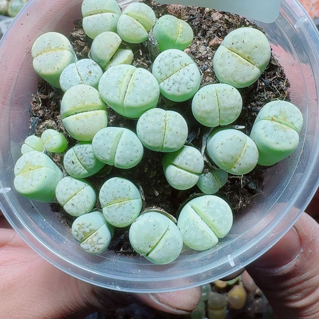 255 多植物多肉植物