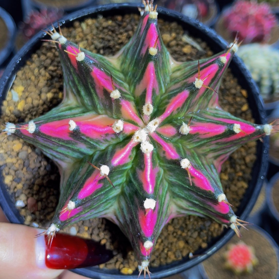 米哈星球0000000000013