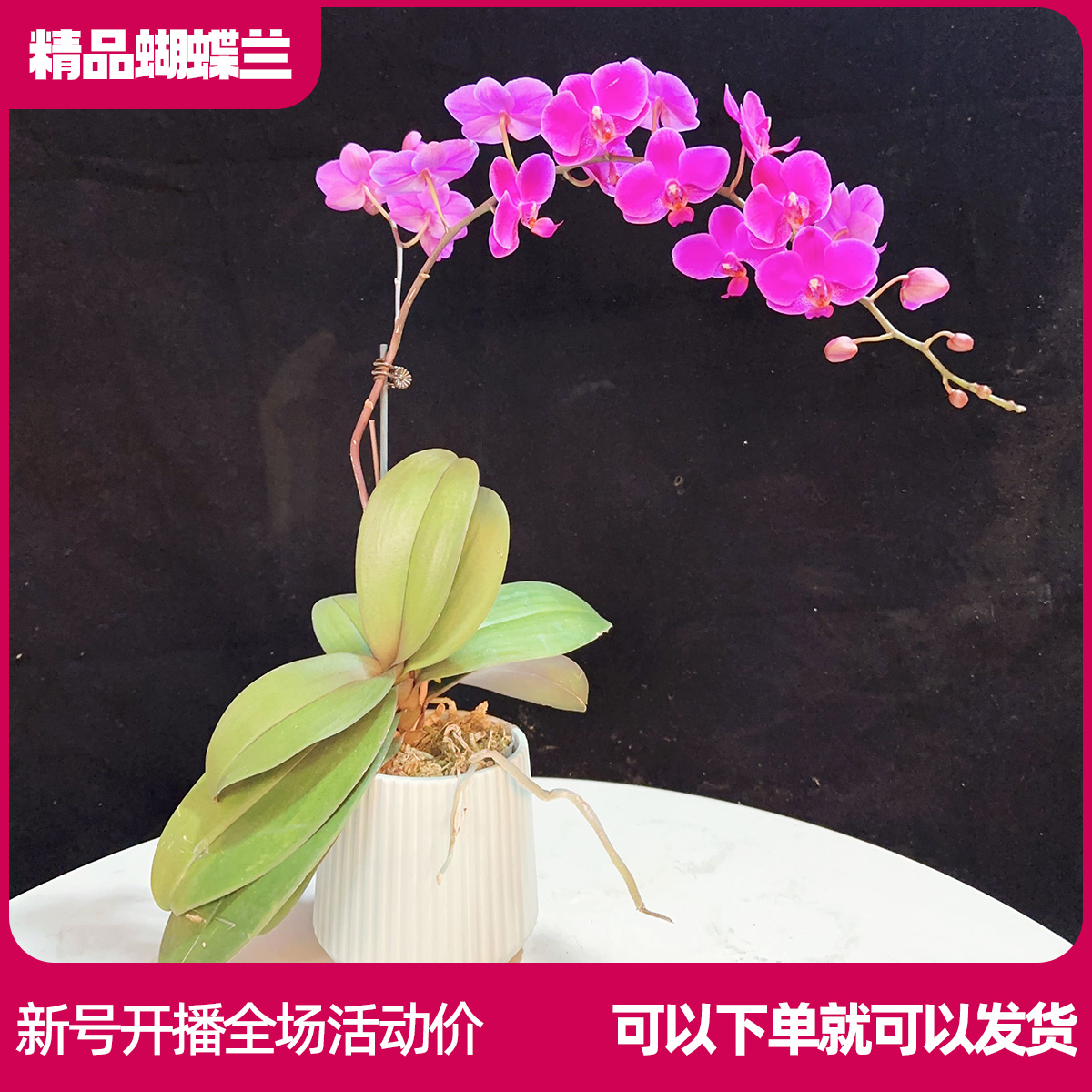【满天红B01】精品蝴蝶兰鲜花室内花装饰绿植桌面花办公室客厅景观