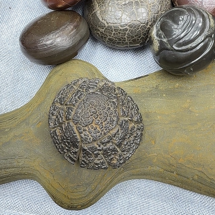 千***路石材龟纹石，玲珑石