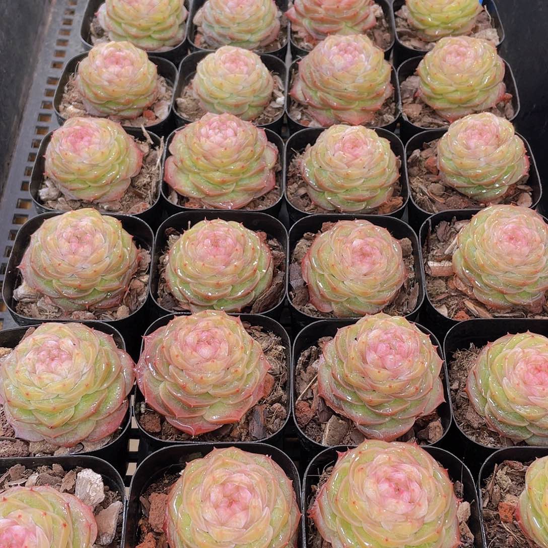 量拍76号 冻唇蜜珍妮单头一个