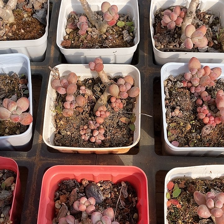 66苹果奶不售后 福利多多