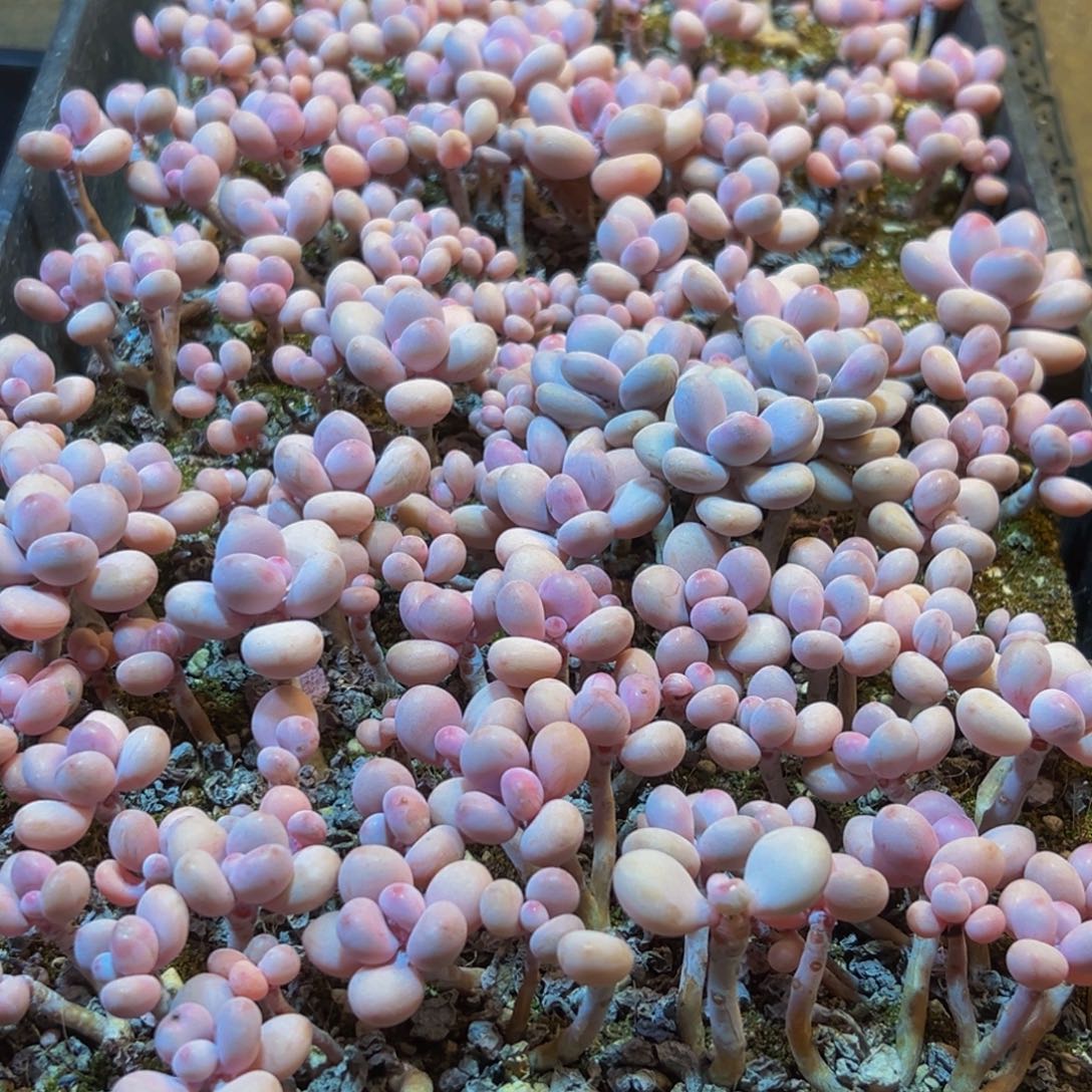 767多肉葡萄的味道是什么味道的呀