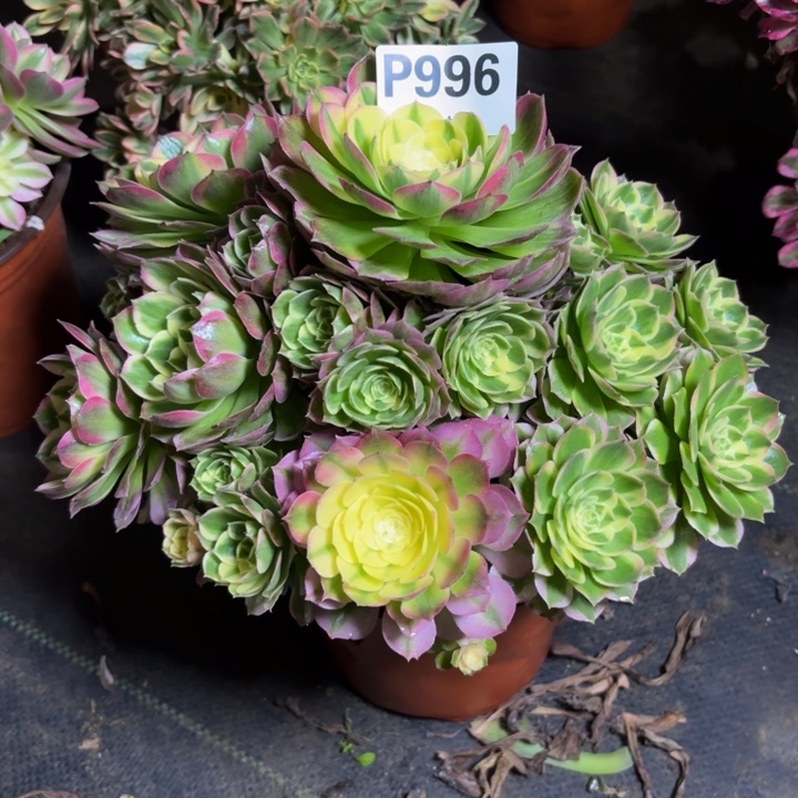 月***亮瑞妈，，，。。。996海王