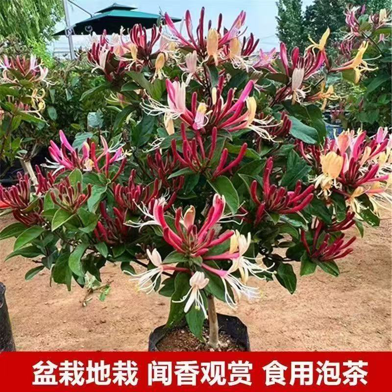 【特价满花苞老庄】金银花树苗带花苞50-60厘米高带基地原盆带花苞