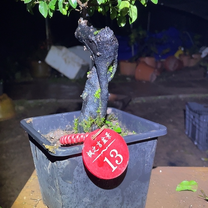 完全开放有花芽灌木