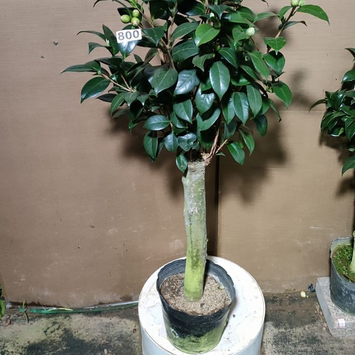 800四品，原盆原土发货，不包邮