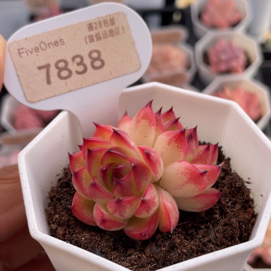 月亮石7838-4.5厘米