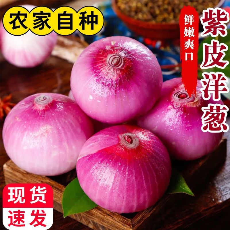 2025当季洋葱10斤紫红皮新鲜洋葱山东农家现挖批发自种圆葱