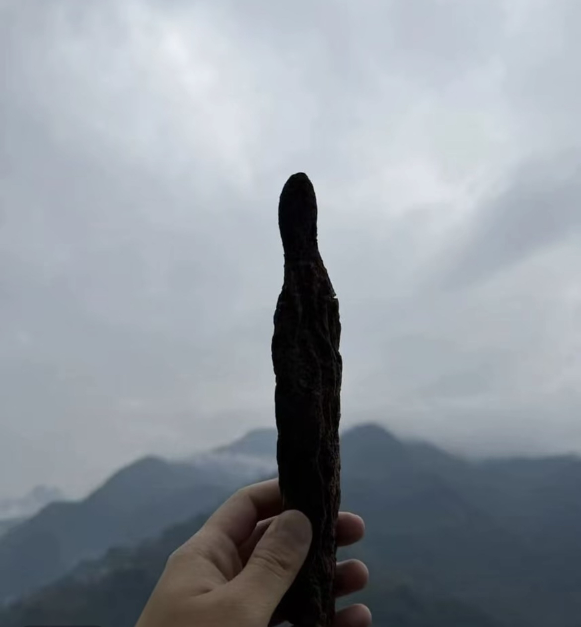 顶天注 五位泡 高山高海拔原料