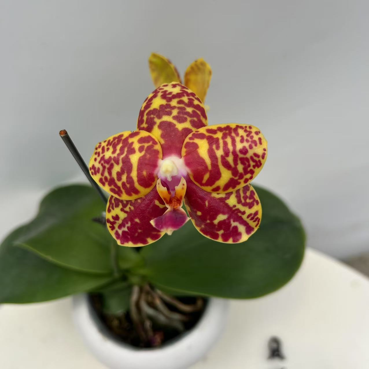 【香太阳】梦语花卉蝴蝶兰 室内花花期长 带香味 原生种