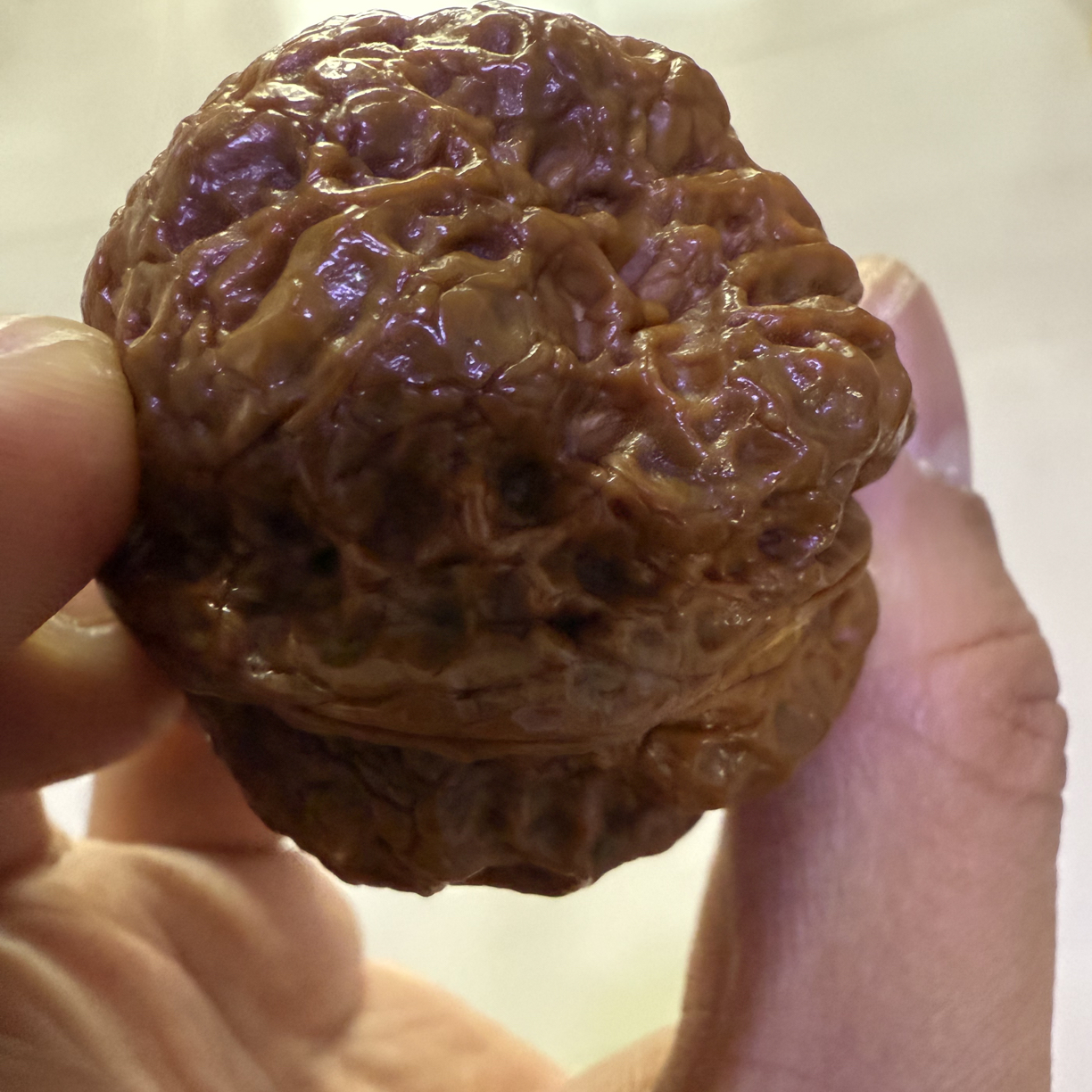 百年野生云南铁核桃，老树老果非嫁接的