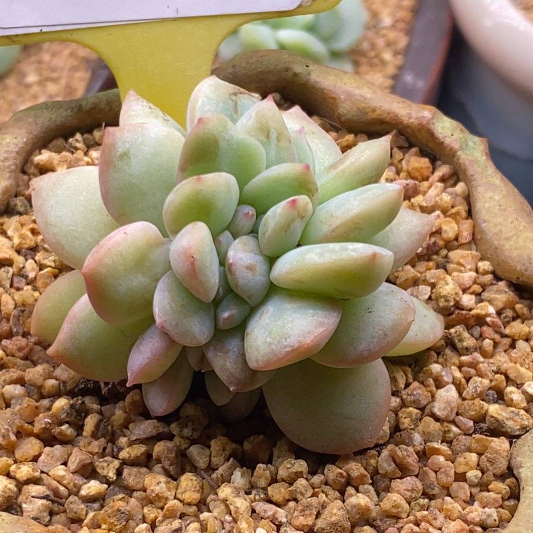 5111泡芙缀多肉植物