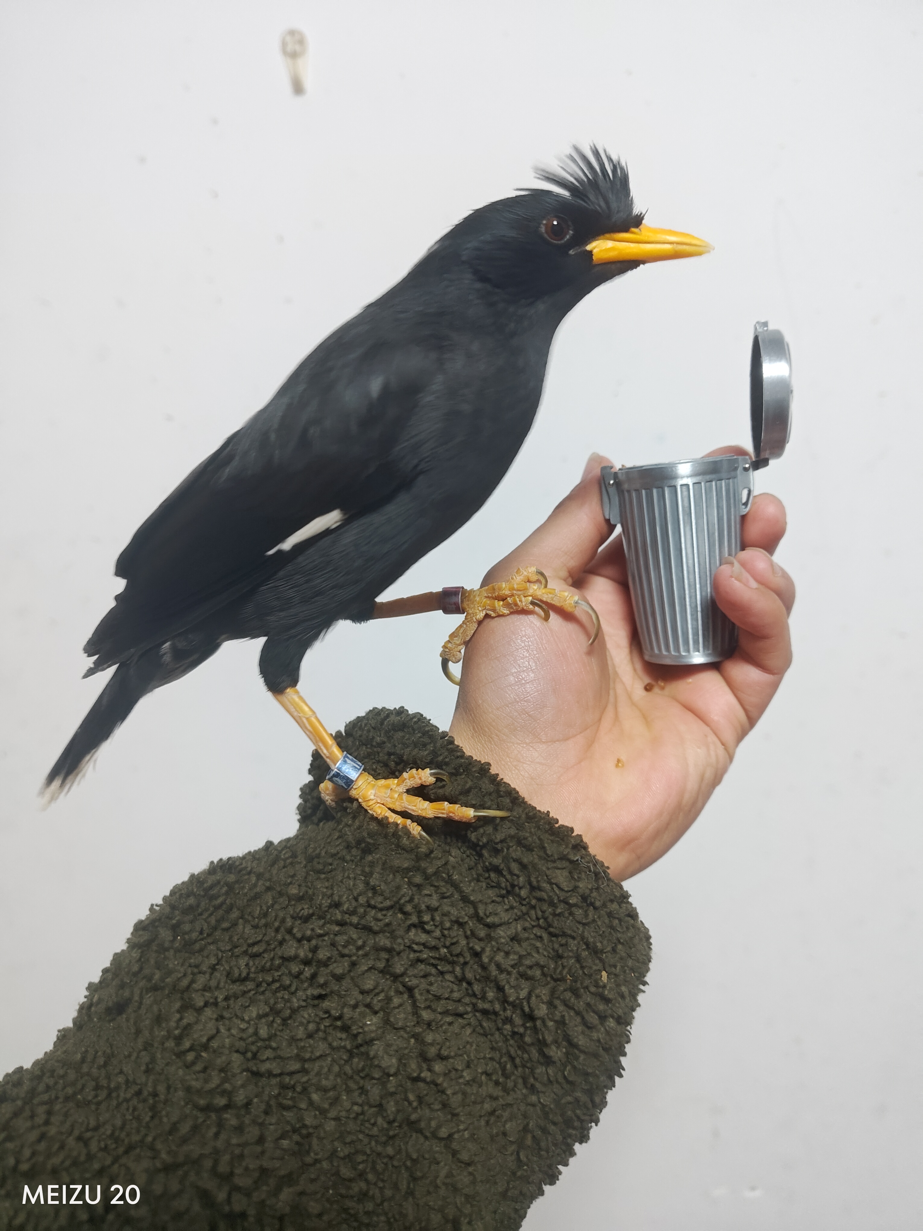 八哥鹦鹉训练食盒户外训鸟食盒