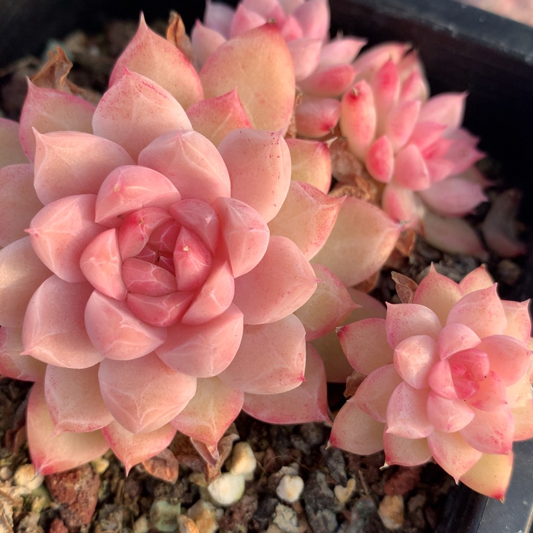 0202-02 女王玫瑰