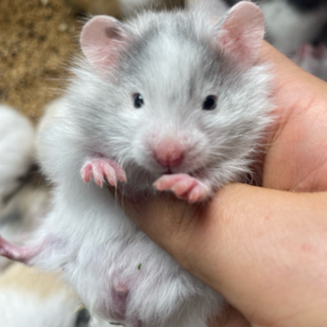 包邮家养小熊特价福利波利直毛卷毛黑玻璃肉桂波利火玻璃一物一拍