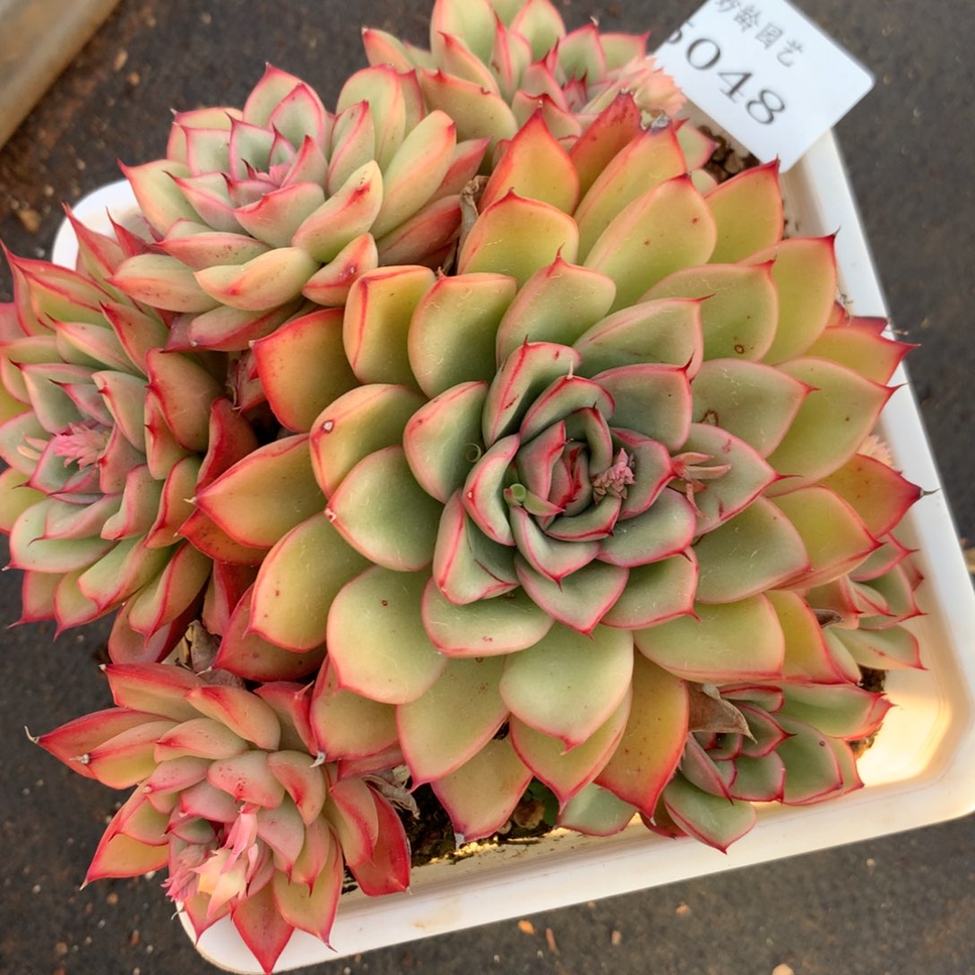 5048有叶伤杂交多肉植物