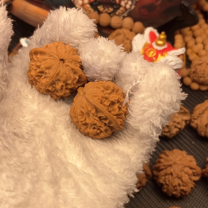 我****火秦岭小金豆35尺