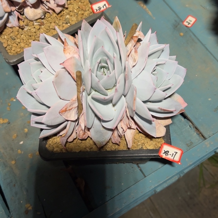 精品多肉植物老桩白莲缀