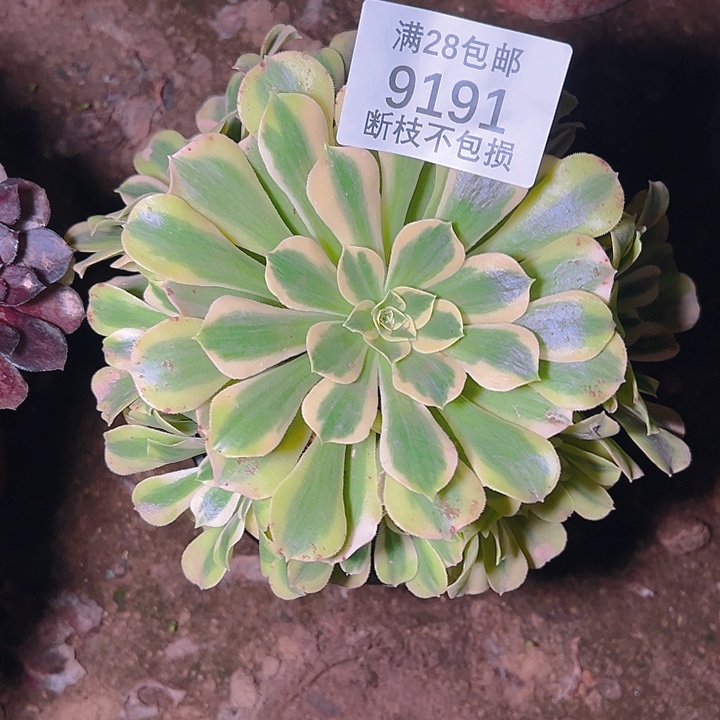 9191绿豆沙多肉植物
