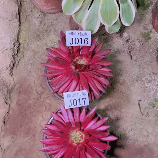 01617朱雀多肉植物