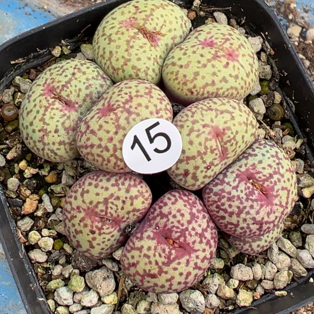 多肉植物1111111111111111