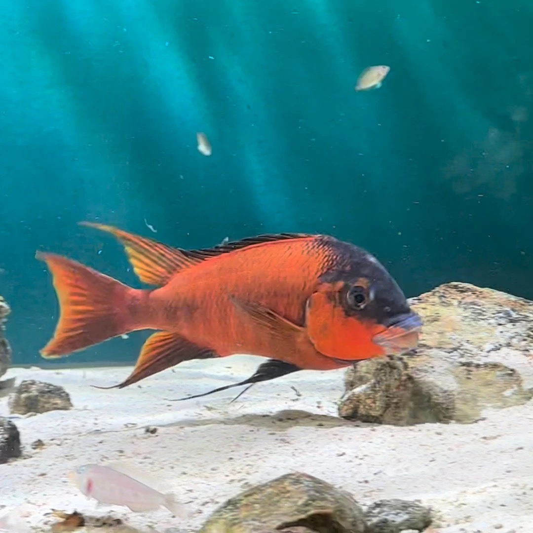 红龙王8-10厘米公鱼微发色