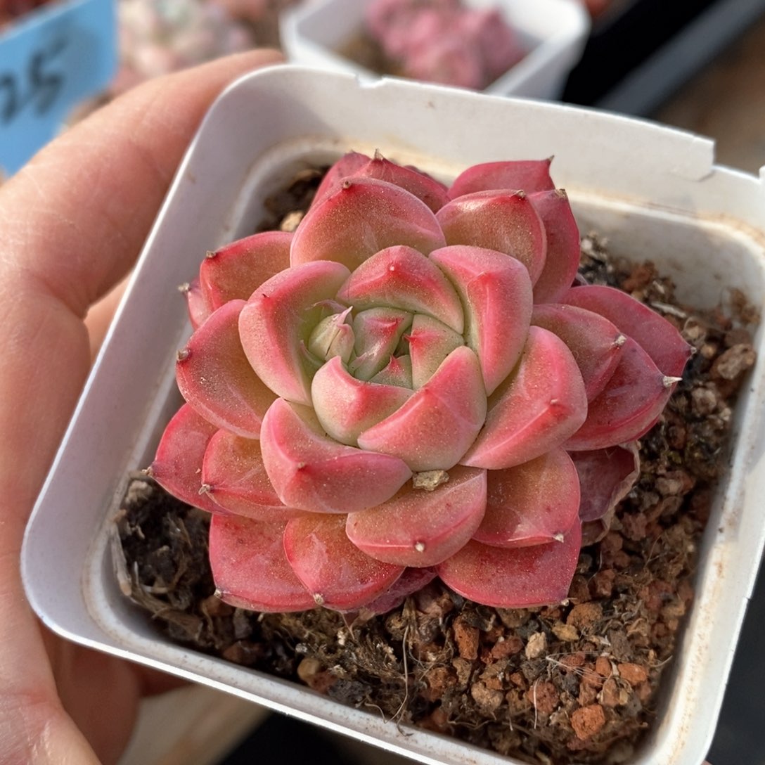 精品多肉一物一拍不包整15