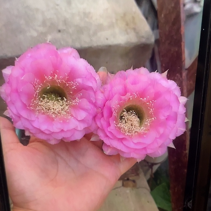 嘟19号秀蒲嫁接6公分以上