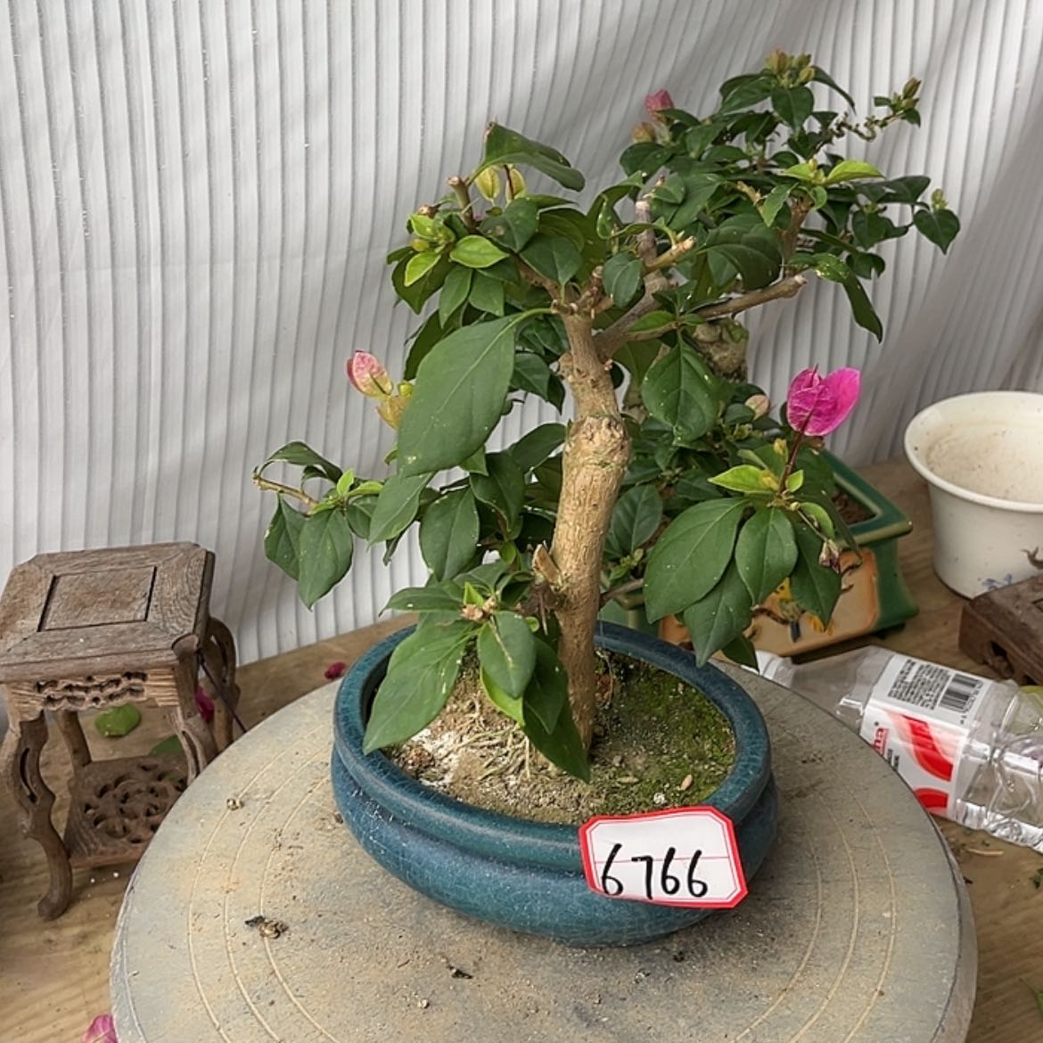 【闪购商品】完全开放壶*寇