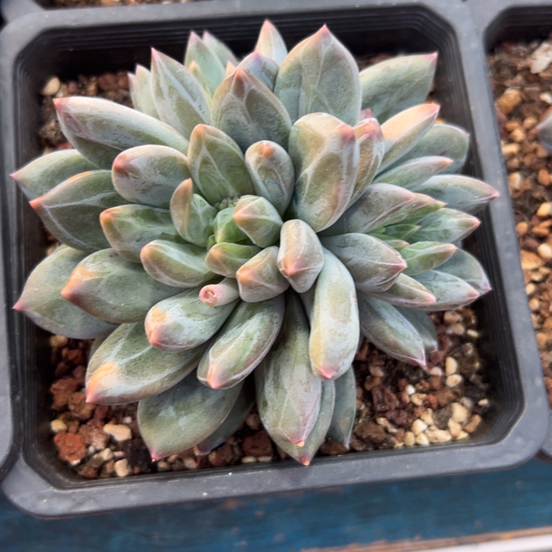 从前慢花园多肉精选编号1.3重楼