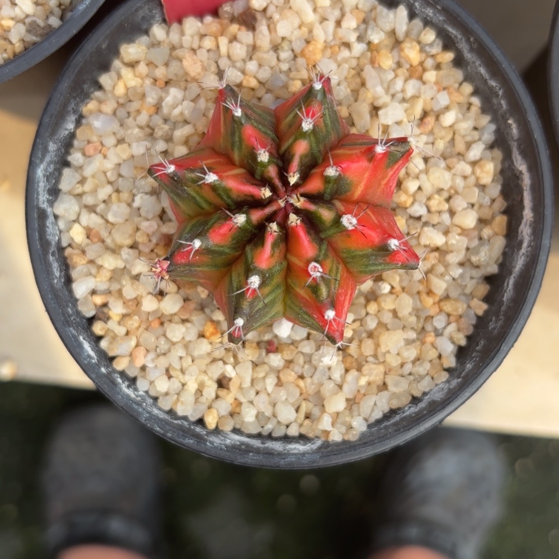 13-1227泰国发货多肉