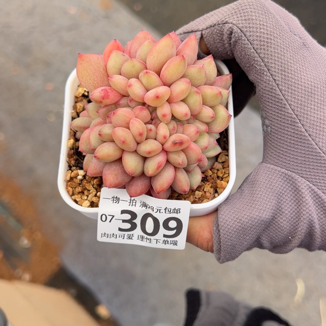 凌雪缀化多肉多肉多肉多肉多肉