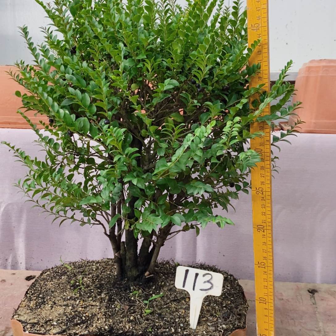 当前无花朵，栽培后可花朵小叶紫檀113号