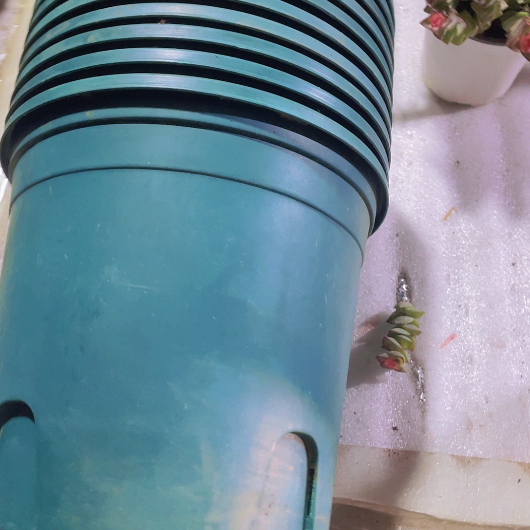 旧口径23高22绿嘉伦盆10个