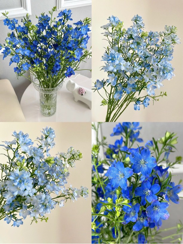 【买一送一】蓝色系小飞燕  百搭配花 灵动轻盈  花期长 鲜花