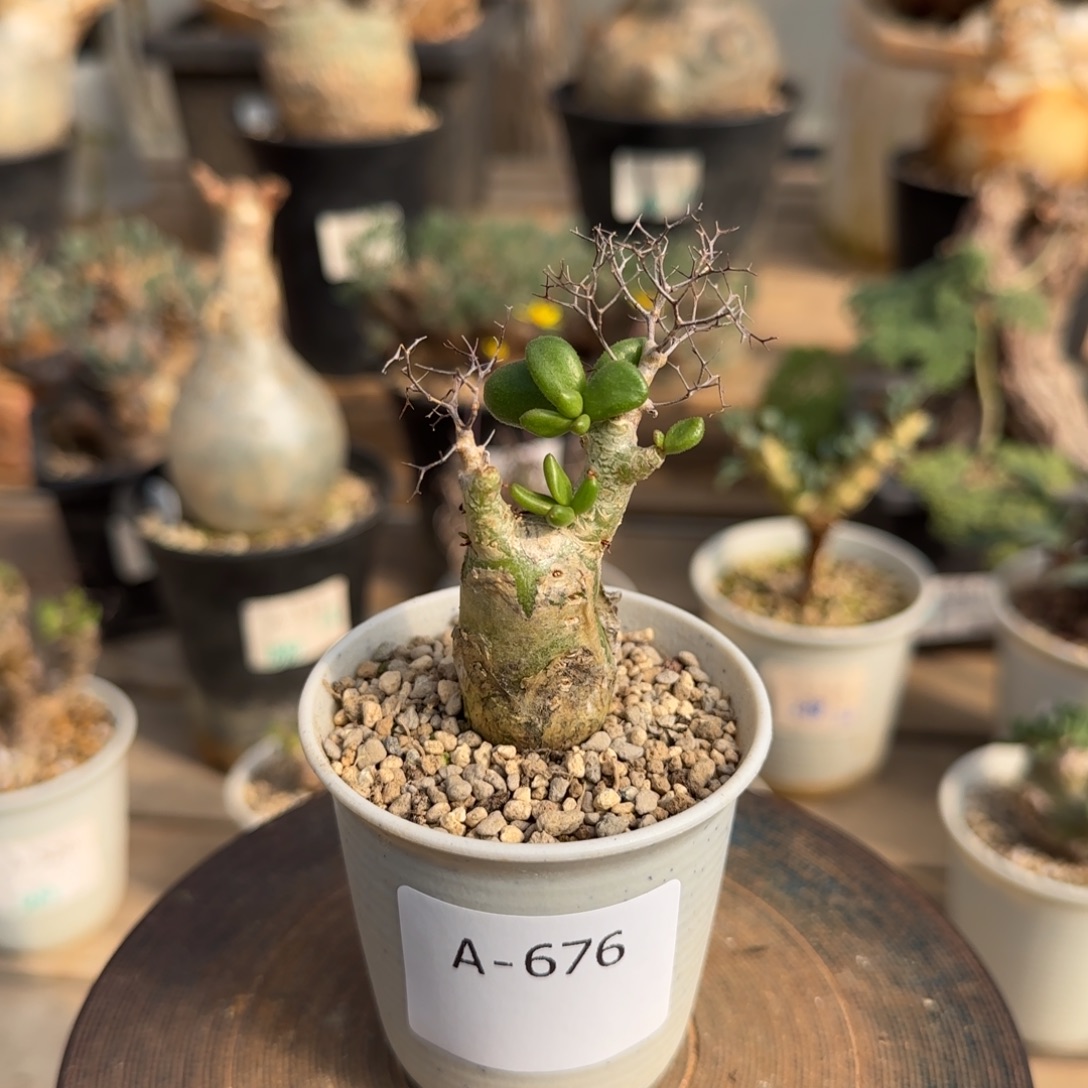 676万物想奇峰锦块根植物