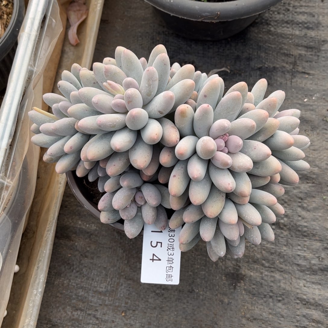 154汤圆多肉植物……